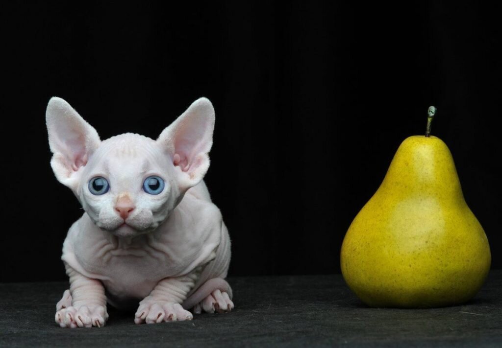 Порода минскин