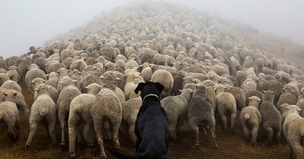 Как одна собака способна управлять сотней овец? | Книга животных | Дзен