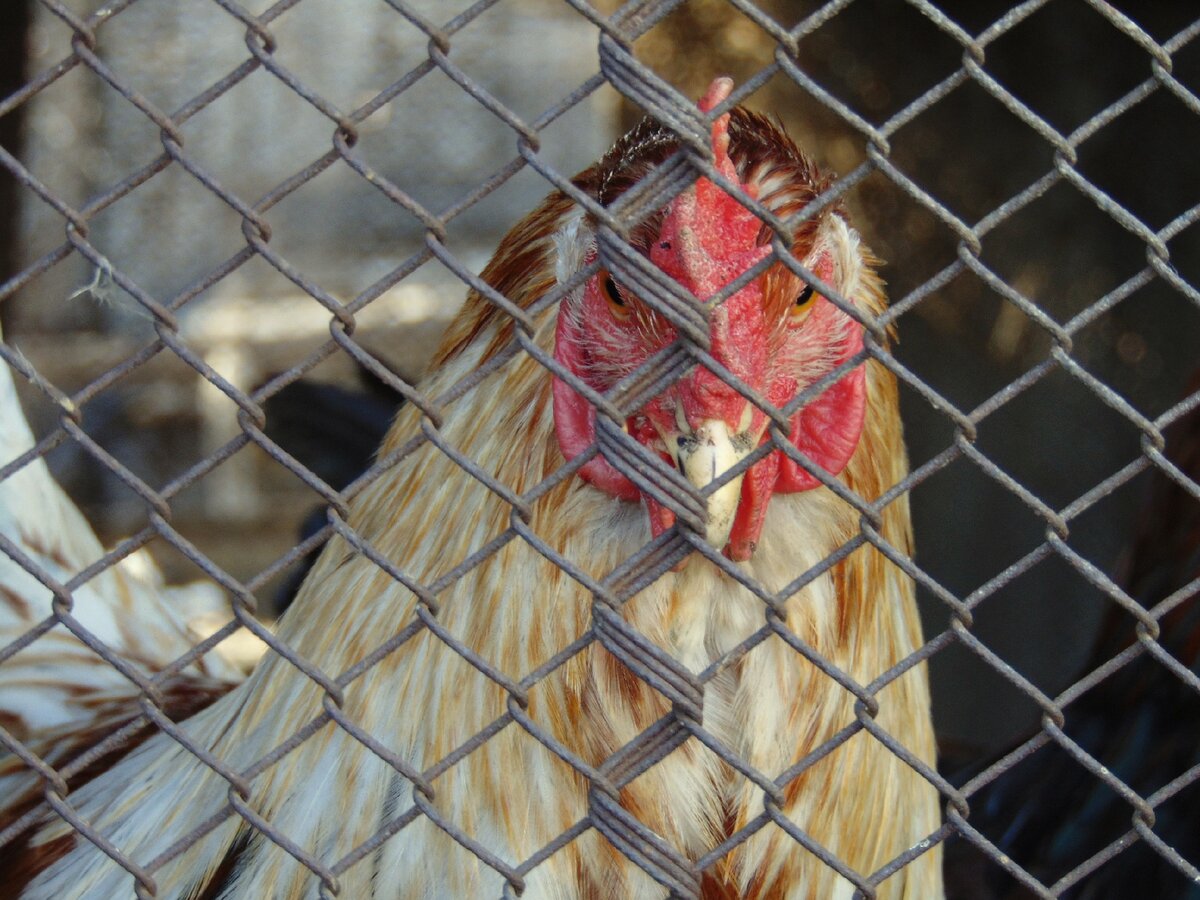 Социализированный индивид. 