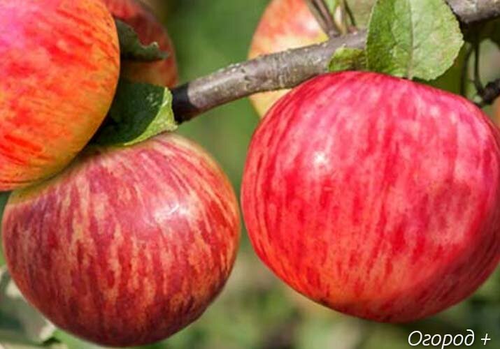 Сорт яблони штрифель. Яблоня россошанское полосатое. Яблоня сорт коричное полосатое. Штрифель яблоня. Штрифель яблоня.