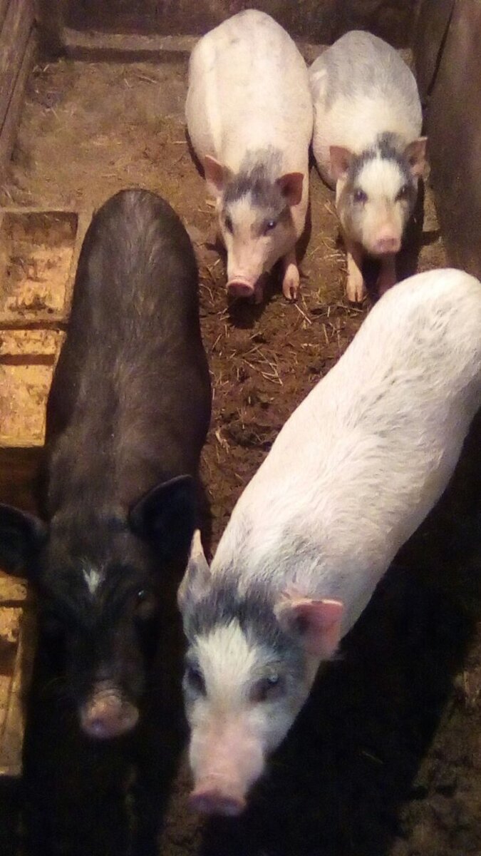 Фото: zen.yandex.ru