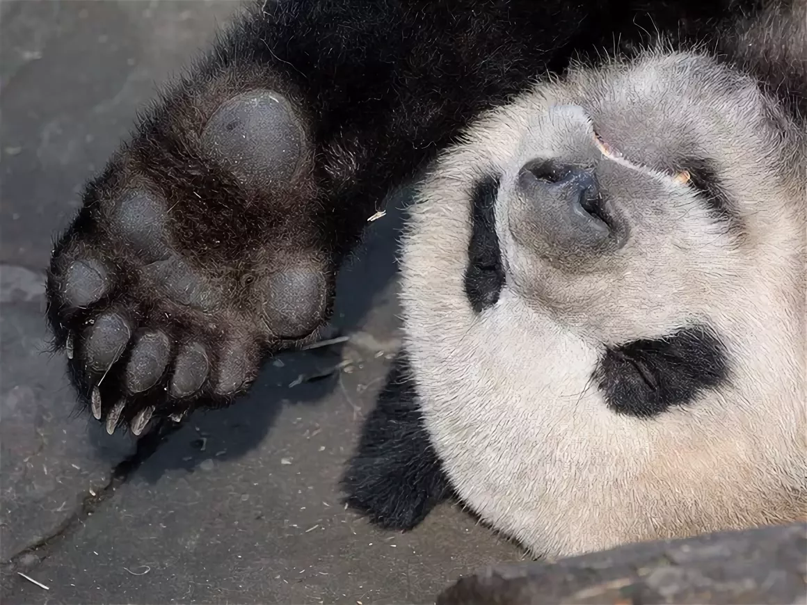 Пока панда наелся и спит, мы покажем вам его 6 палец, который не палец вовсе.