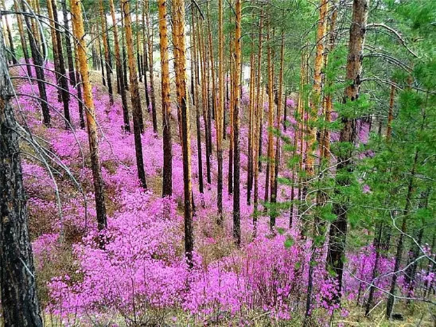 Багульник на склоне хребта Черского.