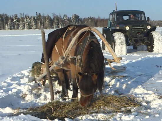  ФОТО: ВЕСТИ ЯМАЛ