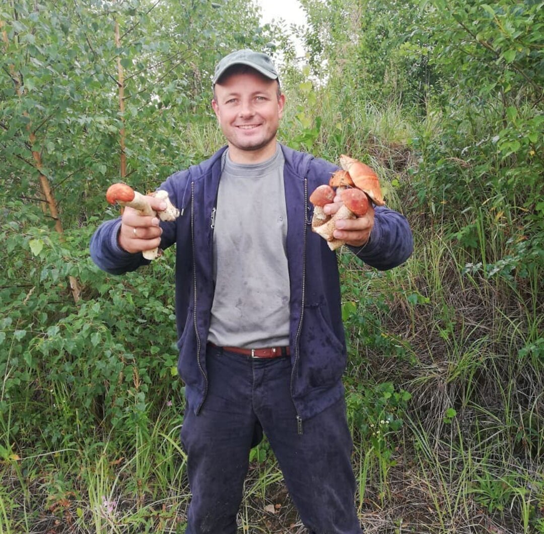 Сбор подосиновиков.