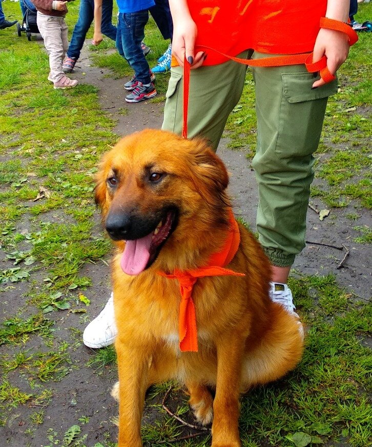 Фотография с выставки-пристройства питомцев из приюта