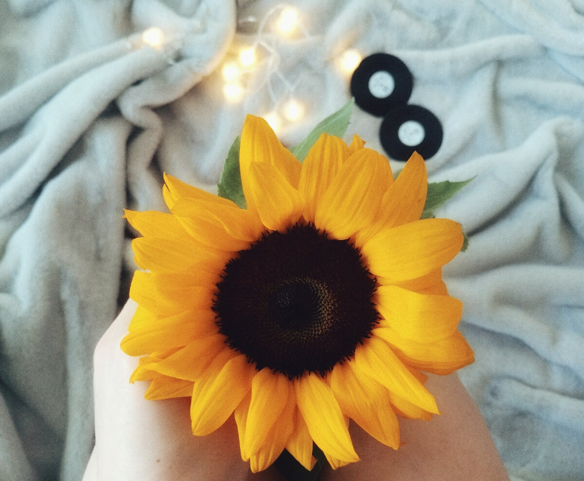 Это цветок подсолнуха, и его лепестки вполне съедобны, но этот цветок был куплен в цветочном магазине, он декоративный и есть его нельзя.