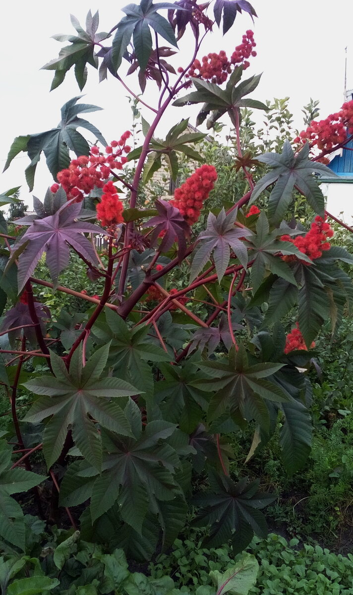 Клещевина Ricinus communis