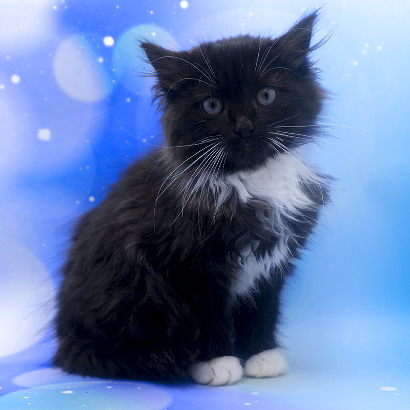 Чупа, пристроенный котёнок. Фотография автора.