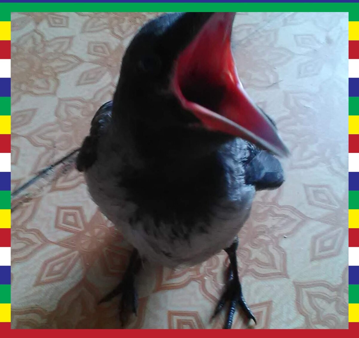 Каркуша дома 