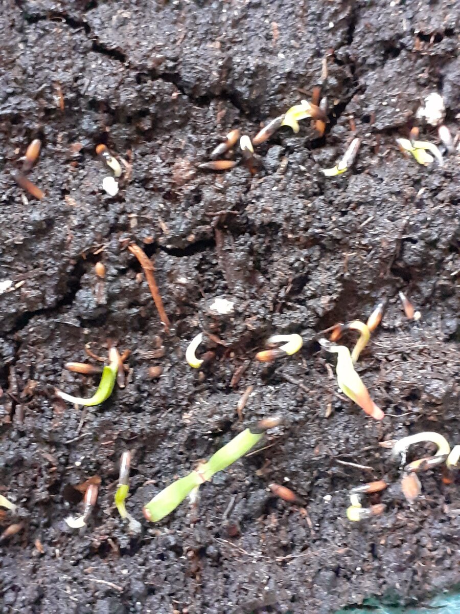 Статица рассада