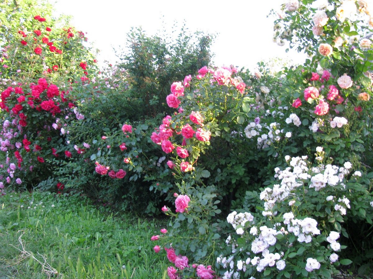 Клумбы в мае