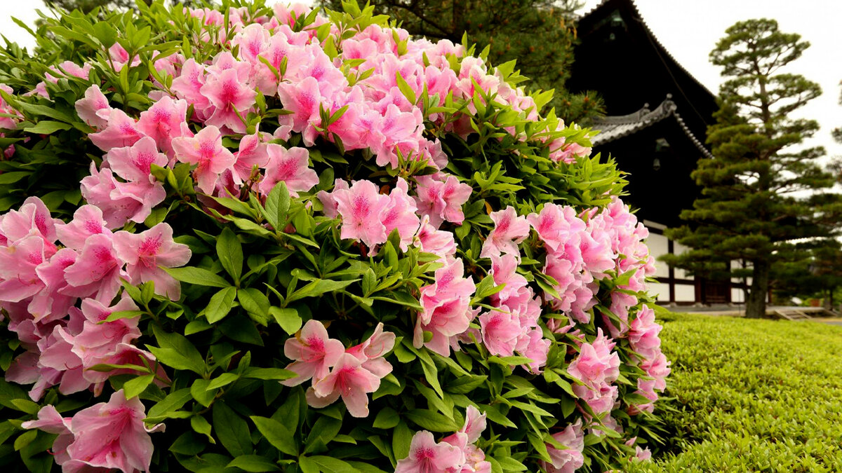 Одиночные рододендроны тоже красивы, и все же стоит отдавать предпочтение группам