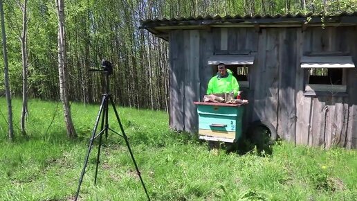 НАЧАЛО ПАСЕКЕ ПОЛОЖЕНО! ПЕРВАЯ ПЧЕЛОСЕМЬЯ ЕСТЬ!