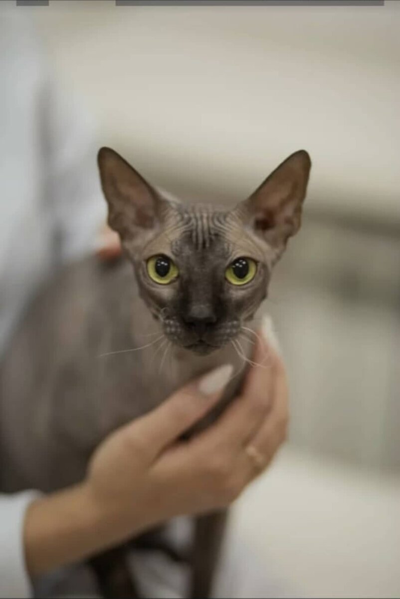 Красотка Лакерда