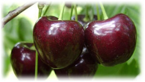 Черешня – одна из самых любимых ягод детей и взрослых. После холодной зимы и весеннего авитаминоза - это самая желанная ягода на семейном столе. Существует много сортов черешни, созревающих как ранней весной, так и в разгар летнего сезона.Одной из первых появляется черешня Бигарро Бурлат.