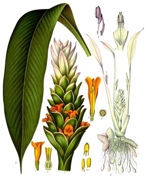 корни куркумы (Curcuma longa)