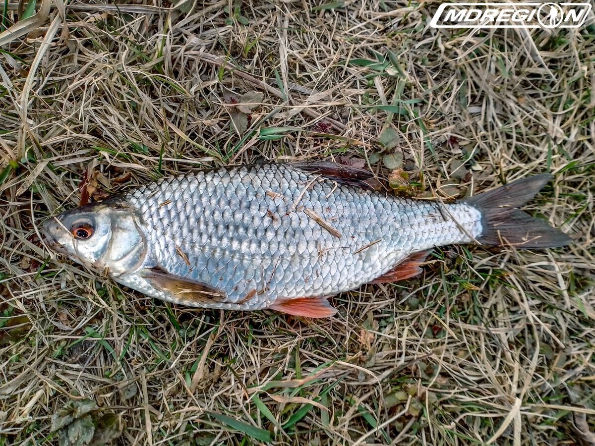 Улов весенней плотвы. Плотва весной. Ловля плотвы весной. Весенняя плотва. Крупная плотва.