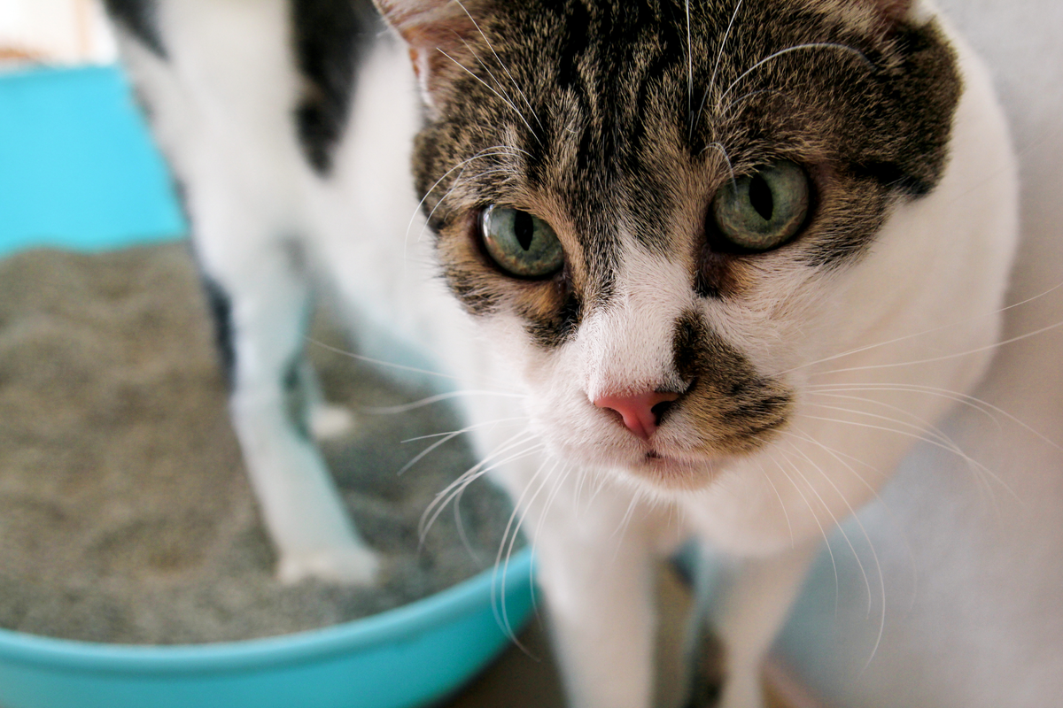 Что делать, если кошка не ходит в лоток? Советы эксперта | Фонд помощи  животным «РЭЙ» | Дзен