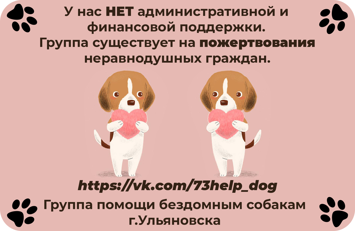 Умирающая 68-летняя женщина прощается с собаками и лошадью – трогательная история