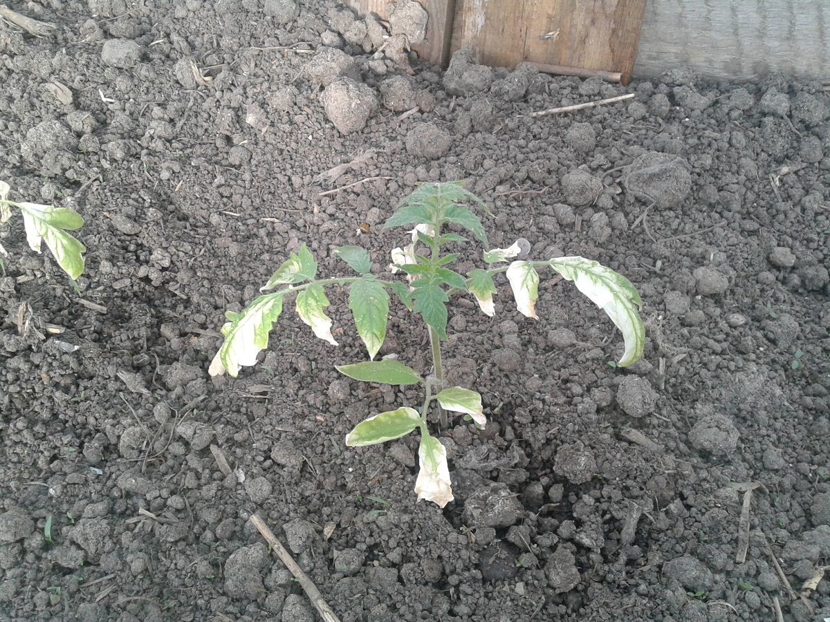 Фото из открытых источников.