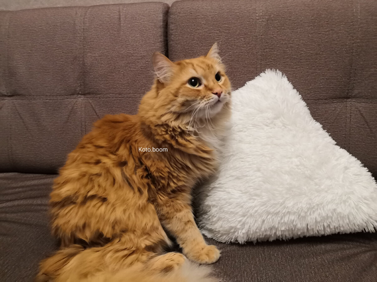 Характер сибирского рыжего кота | Koto.boom | Дзен
