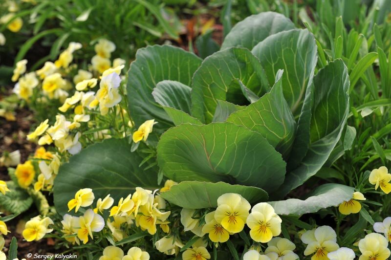 Белокочанная капуста в цветнике