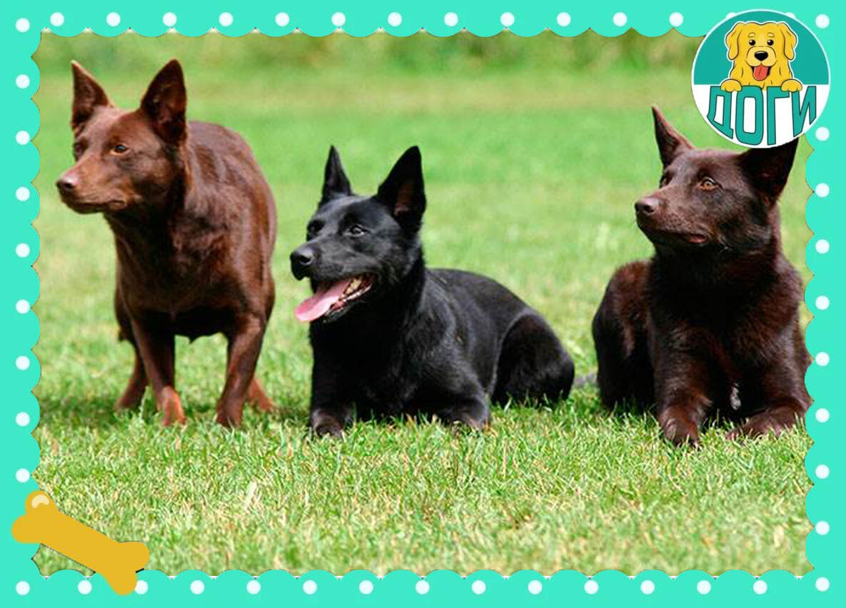 Австралийские келпи на прогулке. Фото в свободном доступе