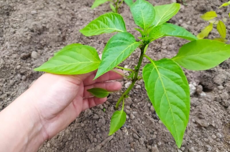 Вот такой куст перца начинаю формировать.