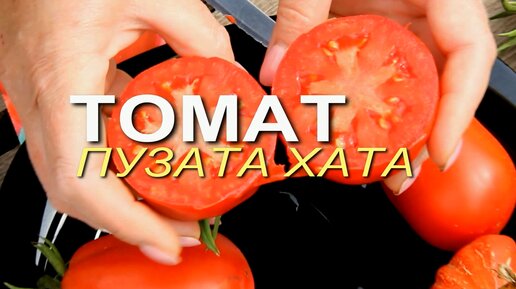 ПУЗАТА ХАТА! ОБЗОР СОРТОВ ТОМАТОВ! | Зеленый Огород | Дзен