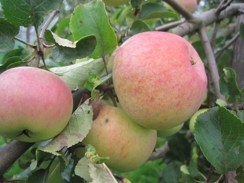 Триплоидные сорта яблонь – все описания, фото и отзывы