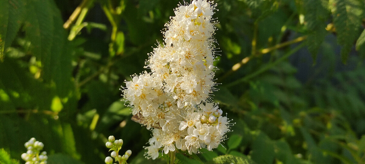 Белый и пушистый цветет рябинник