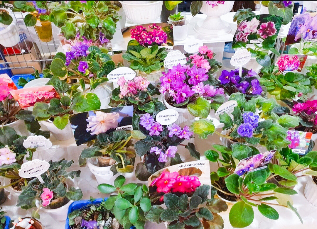 Удивительно, конечно, почему я не купил их все?