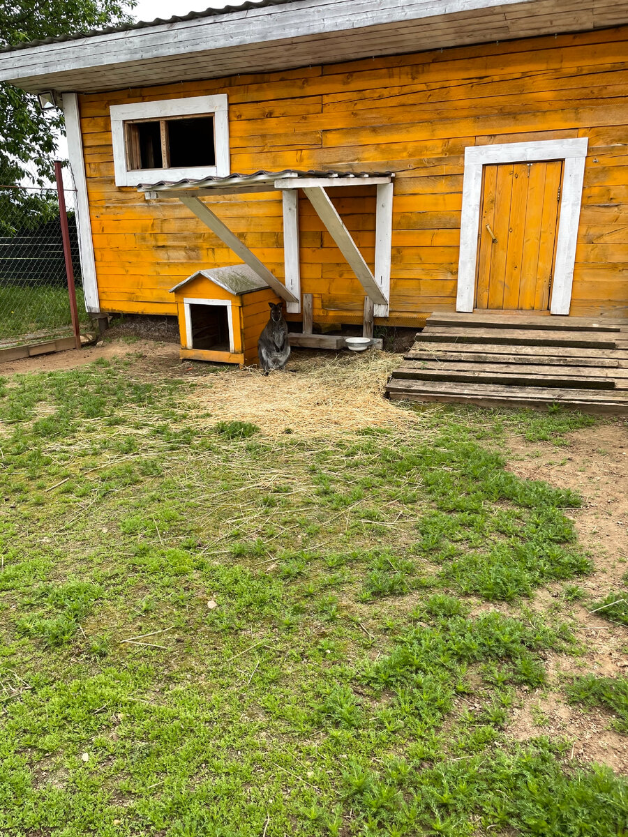 Кенгуру вела себя более осторожно