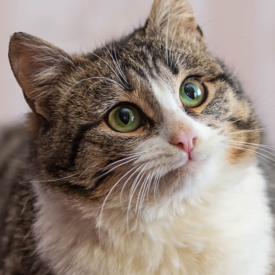 Наш Спасёныш Касперочек ) Просто дивный Зеленоглаз 👍👍👍