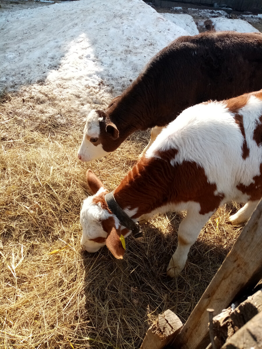#телята #симментал #содержание# содержание телят #деревенская жизнь #Работа в деревне 
