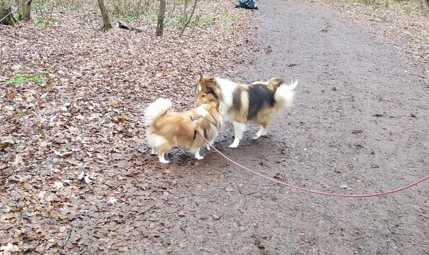 Нормальный шелти слева, мой Дуремар справа