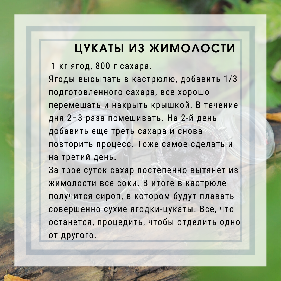 Сорта жимолости, которые мне очень угодили и теперь я их всем советую (и  рецепт цукатов из жимолости в конце статьи) | Росток🌷: заметки садовода |  Дзен