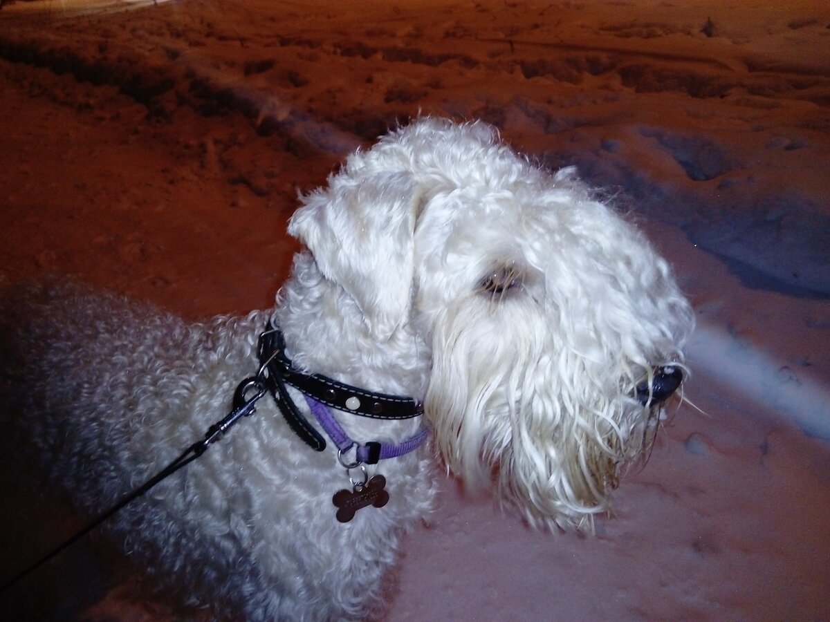 Грейс. Дата 27.11.2021 — и везде — снег