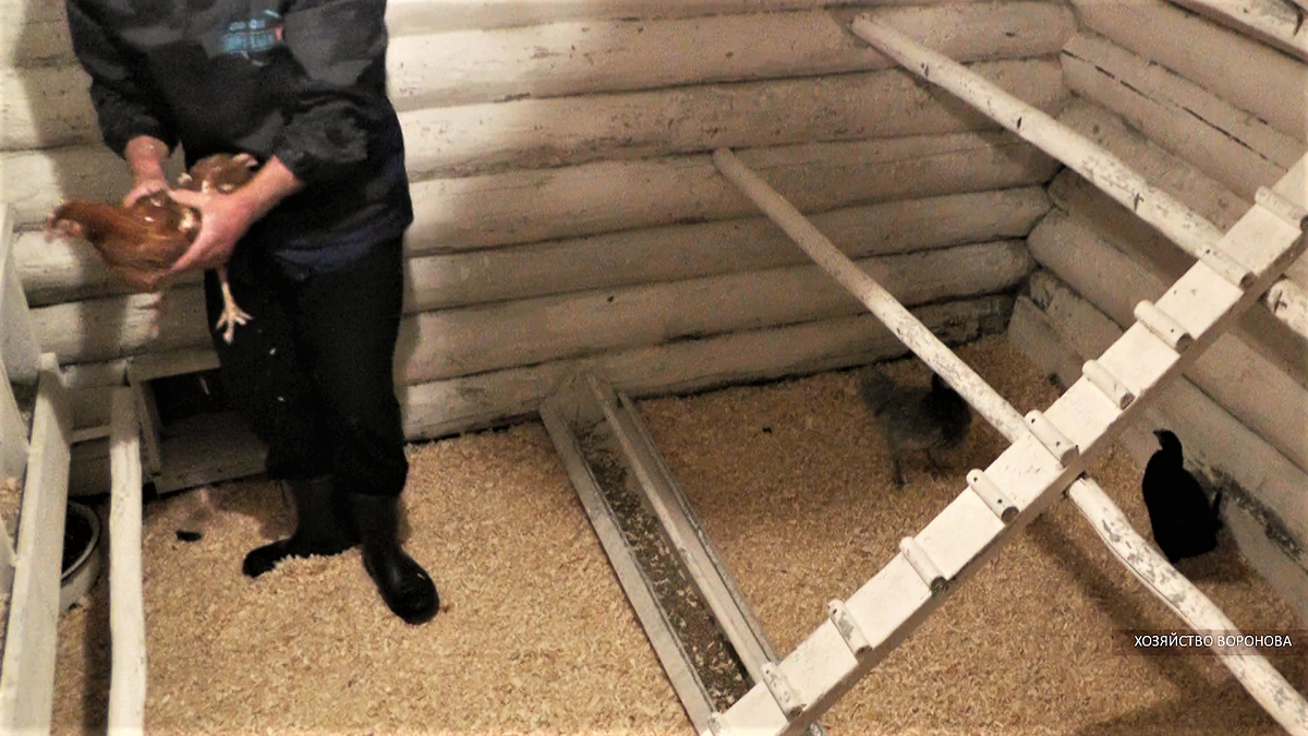 Курятник. Сажаю кур на насест