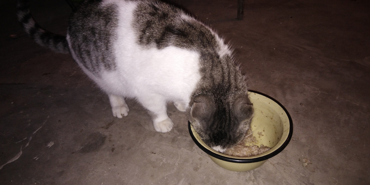 Вот она в первый день приезда быстренько кушает