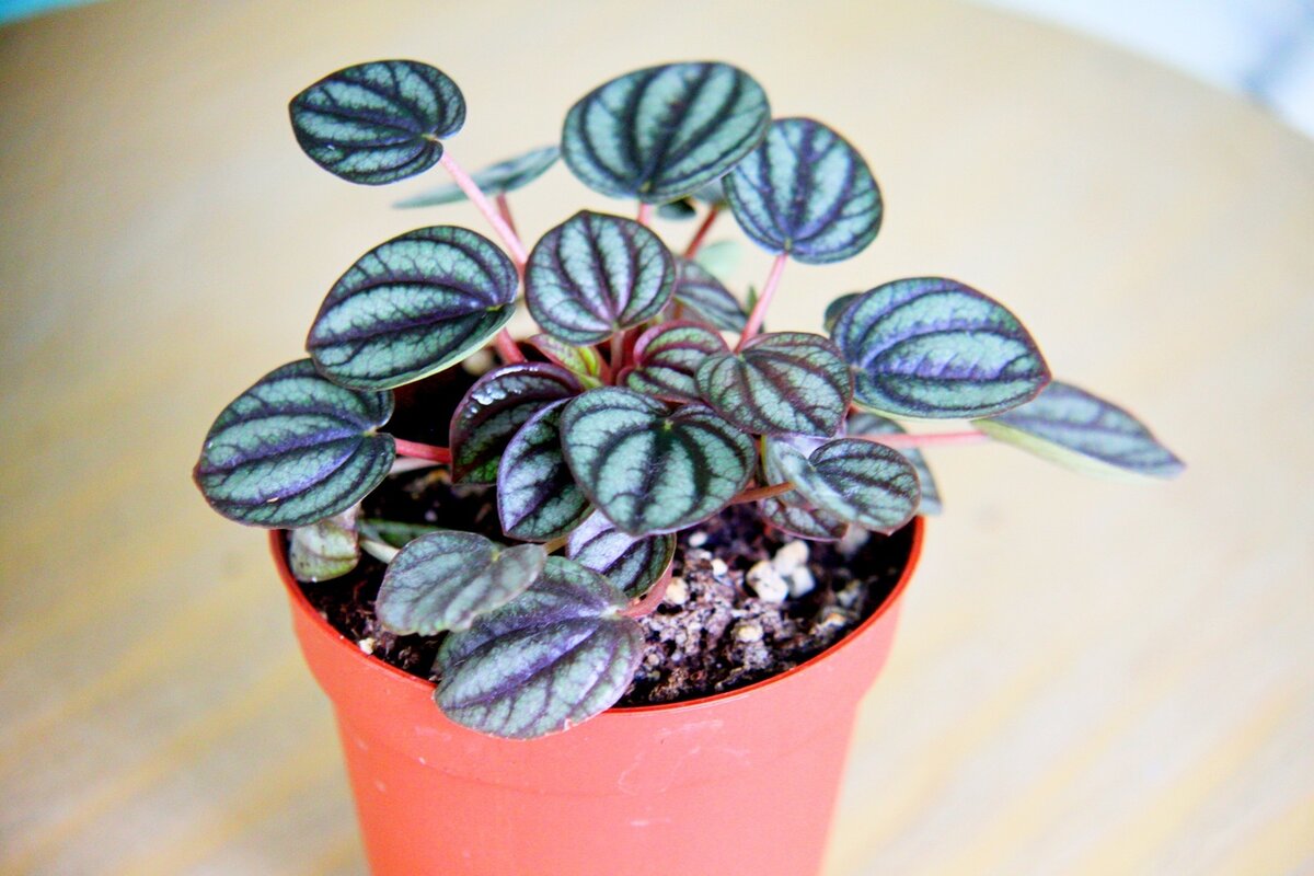 Peperomia cuspidilimba