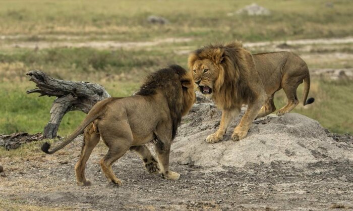 Приблизительно в пяти-шестилетнем возрасте самец, полный сил и энергии, которого ранее из его родного прайда изгнали, совместно с другими такими же львами захватывает чужой прайд / Фото: oir.mobi