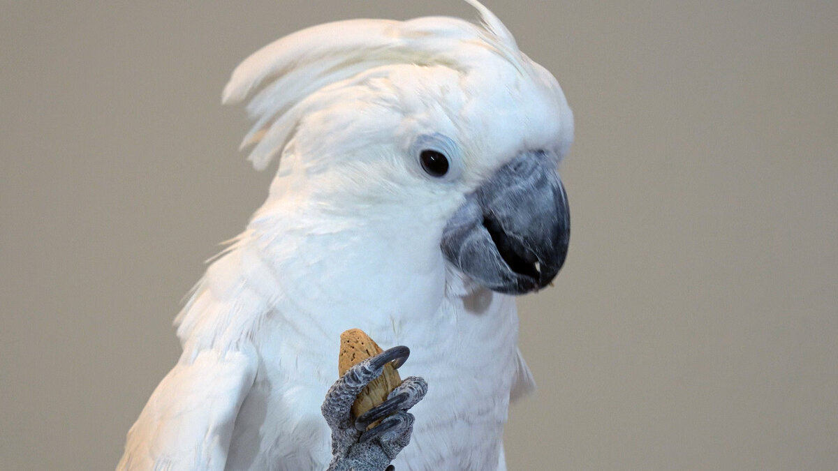 Фото из свободного доступа сети Интернет