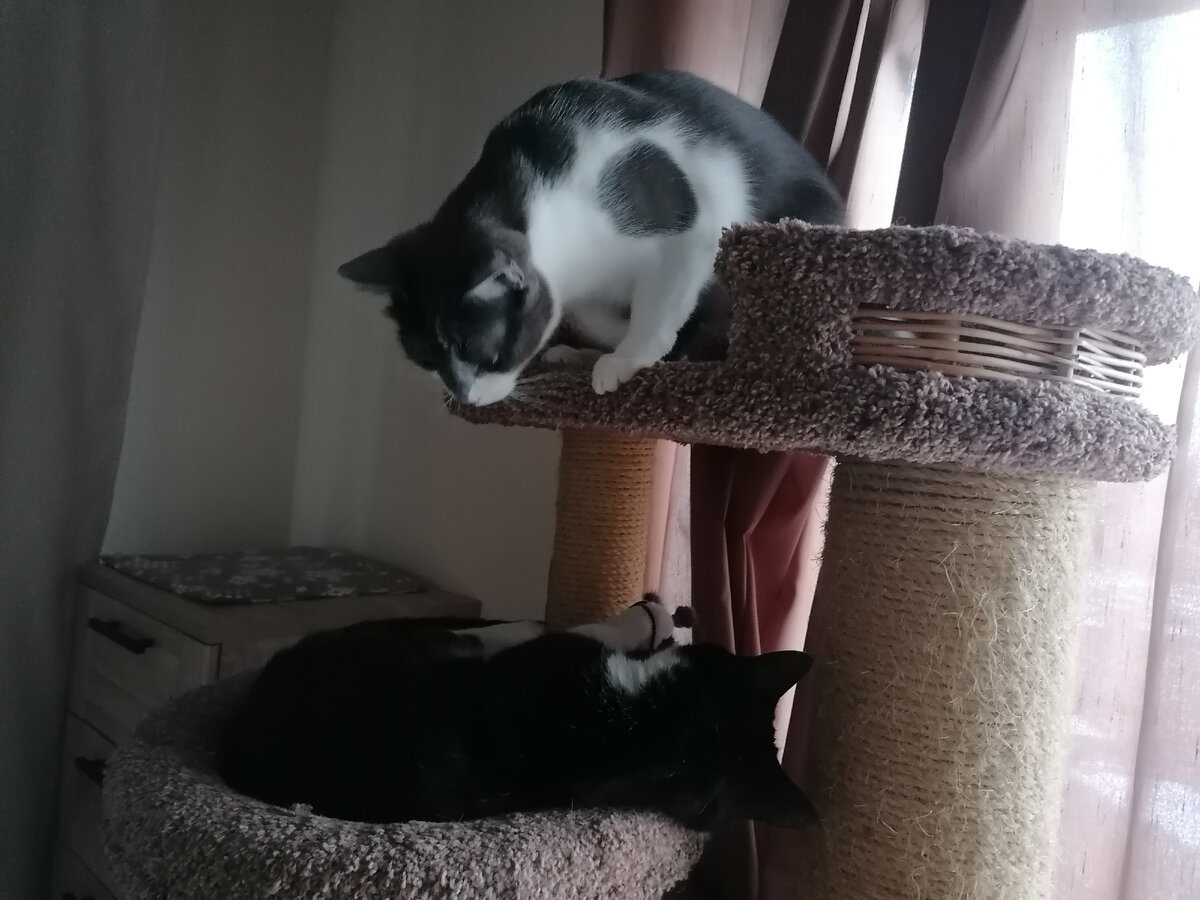 Дядь Жор, вставай срочно-немедленно!