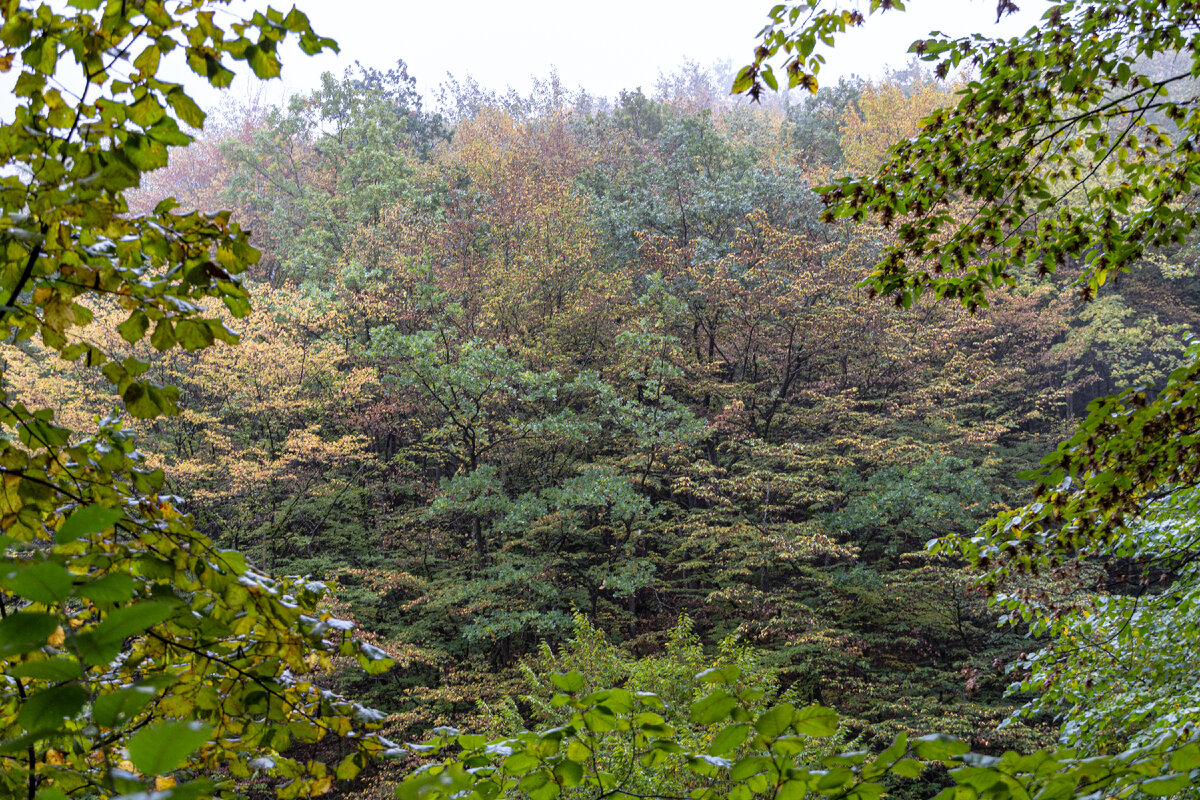 2. Разноцветные лиственные деревья в начале осени.