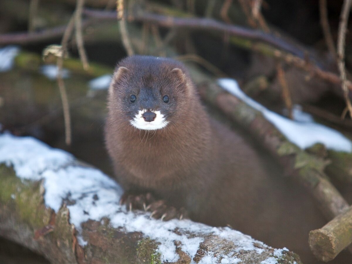 Европейская норка - Mustela (lutreola) lutreola Linnaeus, 1761 - анча, чум