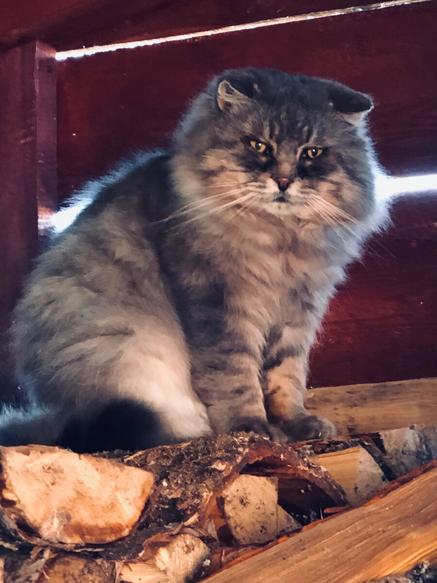 Проверить дровник времени пока хватает. Везде фото автора. 