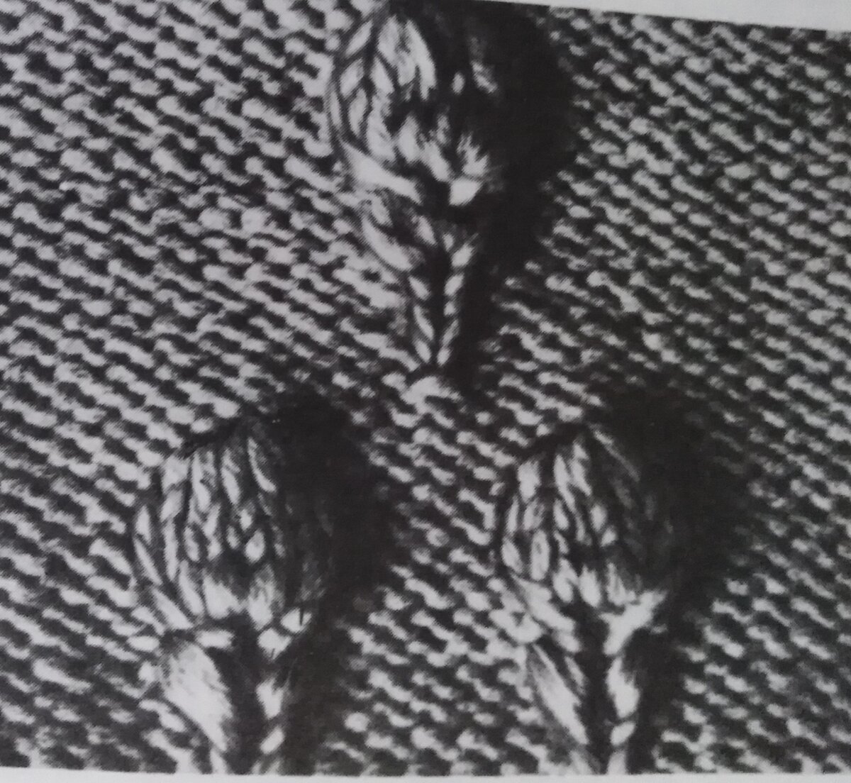 Фото из книги.