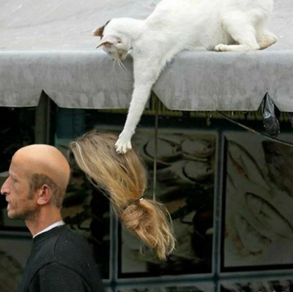 кот, приколы про кошек, смешные видео про животных, лучшие приколы